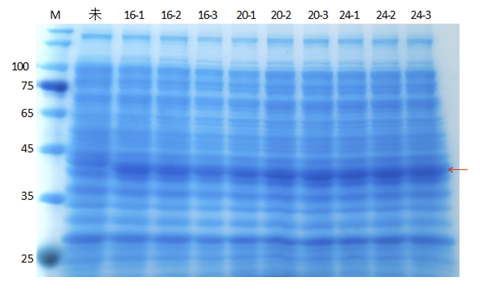 Engineering Success SHSBNU China IGEM 2022