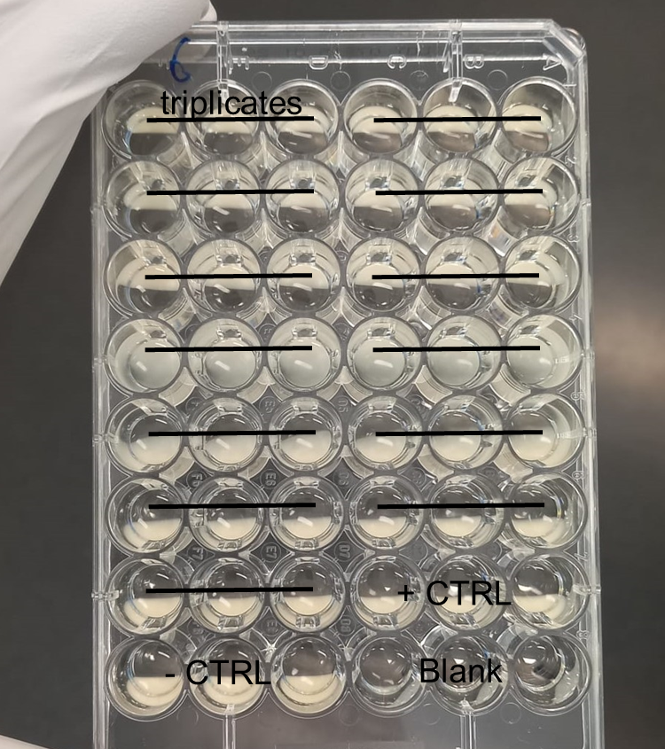 TU_Dresden - iGEM 2022