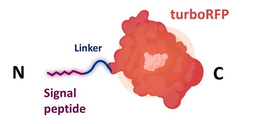 TU_Dresden - iGEM 2022