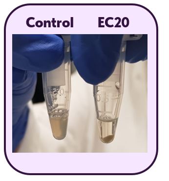 EPFL iGEM 2023 - 48C