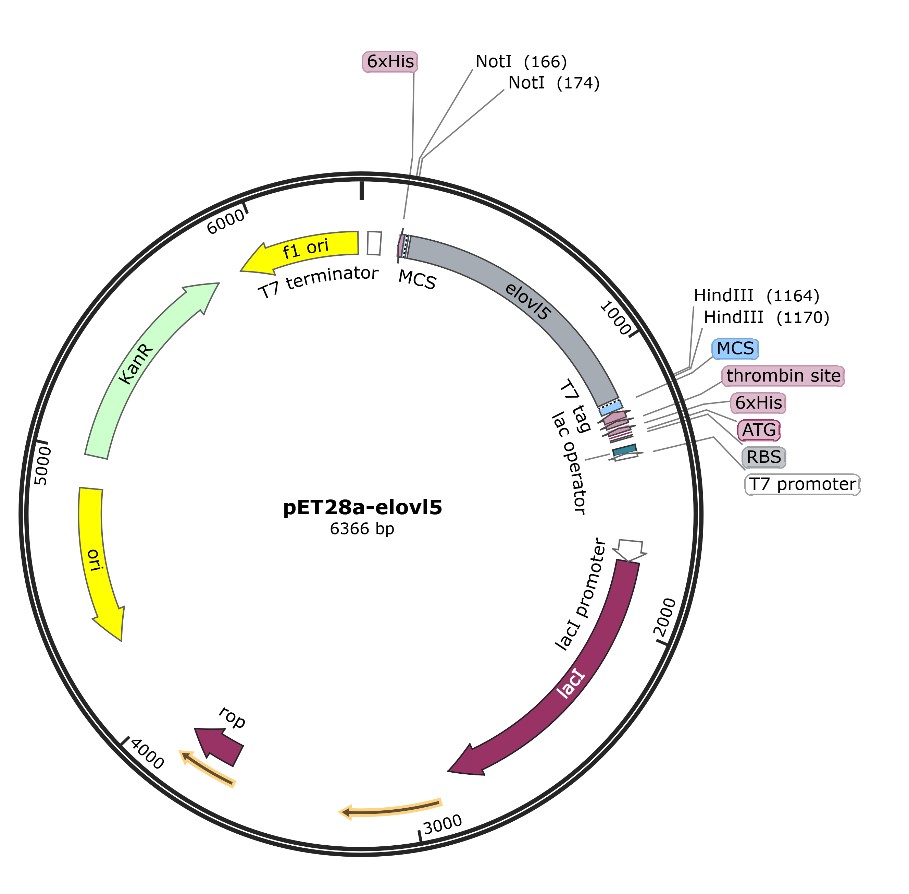 Figure 4 The Structure Of The Designed Plasmid PET 28a ELOVL5