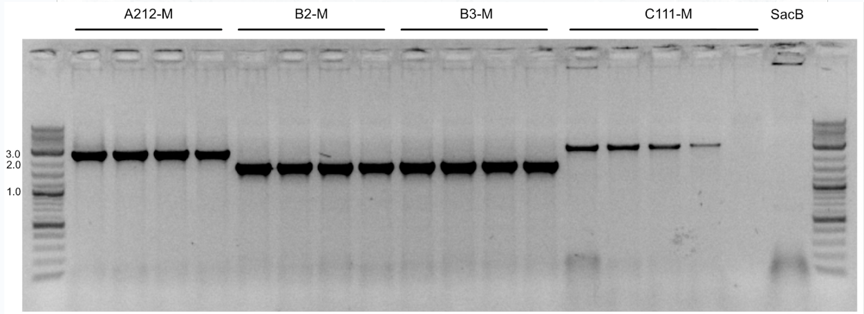 Part:BBa K4947039 - parts.igem.org