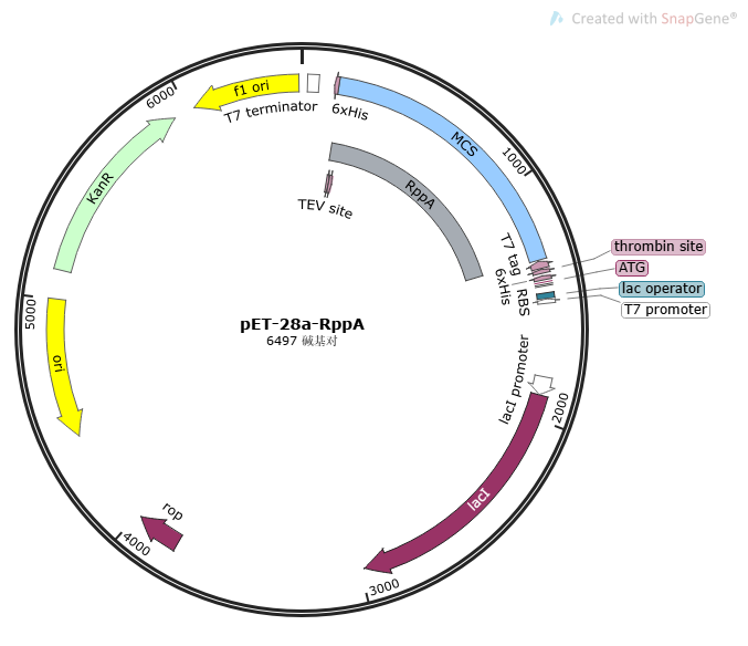 Part:BBa K5068013 - parts.igem.org