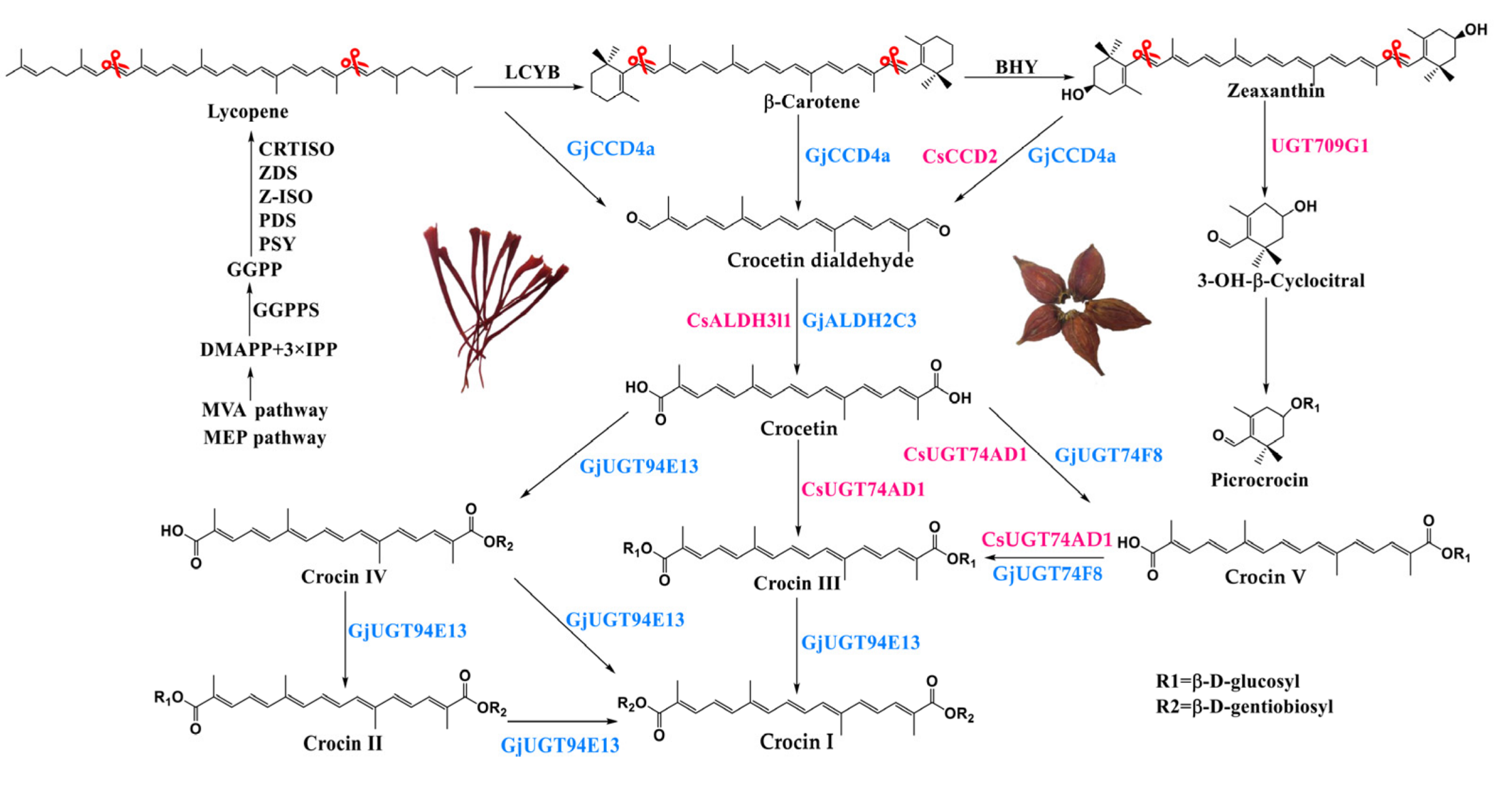 Fig7: Pathway design for the synthesis of crocin