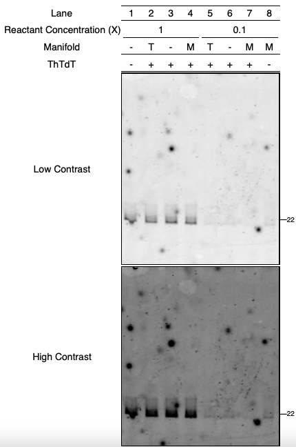 Figure 29. LPS using ThTdT with dTTP and primer P2. Reaction manifolds: - not used; T thermocycler; M: microfluidic chip.