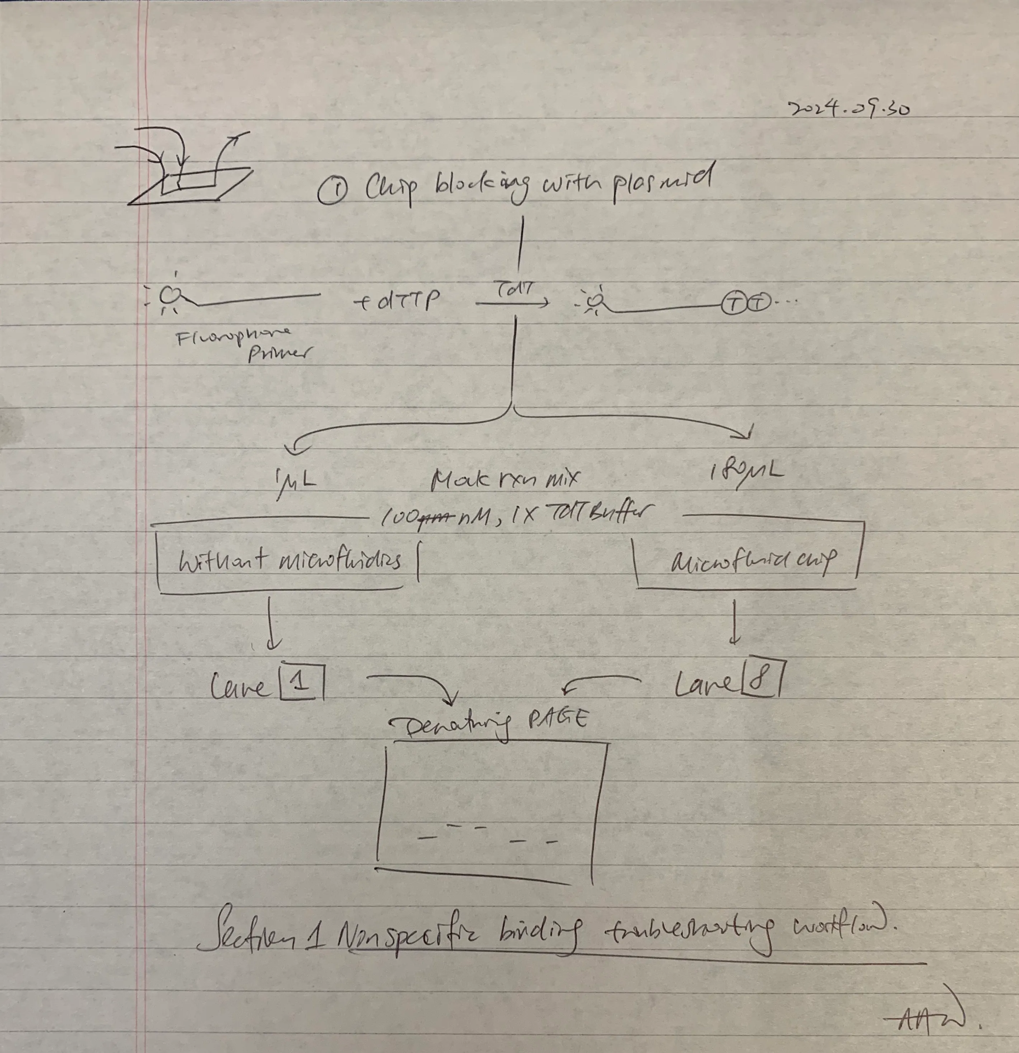 Figure 27. Experimental plan to test the effect of non-specific binding of primer P2 /56FAM/AGCCTGTTGTGAGCCTCCTAAC by blocking the microfluidic chip with plasmid pET-28b.