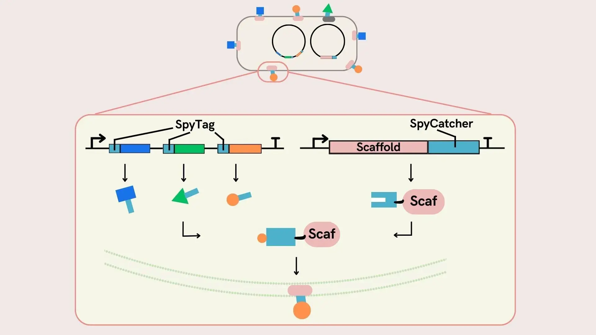 Figure 4 SpyCatcher-SpyTag system and surface display