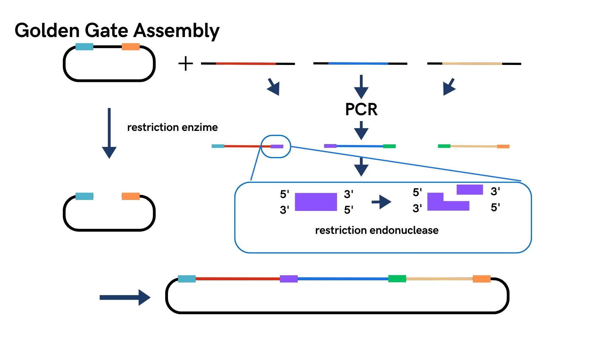 Figure 10. Schematic diagram of Infusion and Golden Gate Assembly