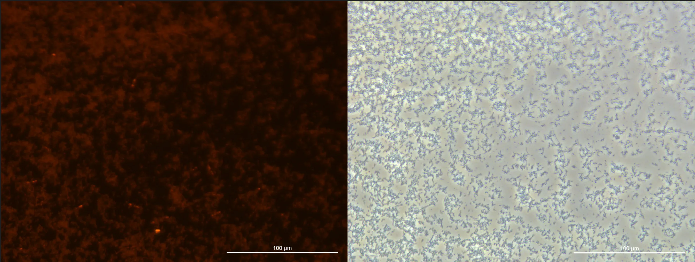 Figure 6. Fluorescence microscopy observation results of E. coli cultured for
48h under modified cultivation
conditions