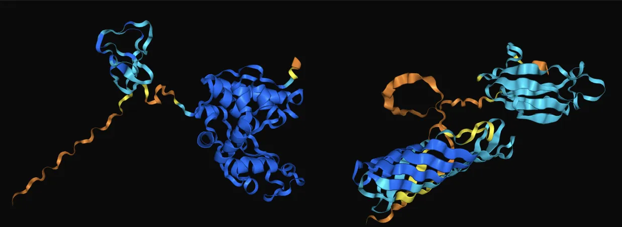 Figure 8. (Left) AlphaFold output of ChiC-Spytag. (Right) AlphaFold output of OmpA-Spycatcher