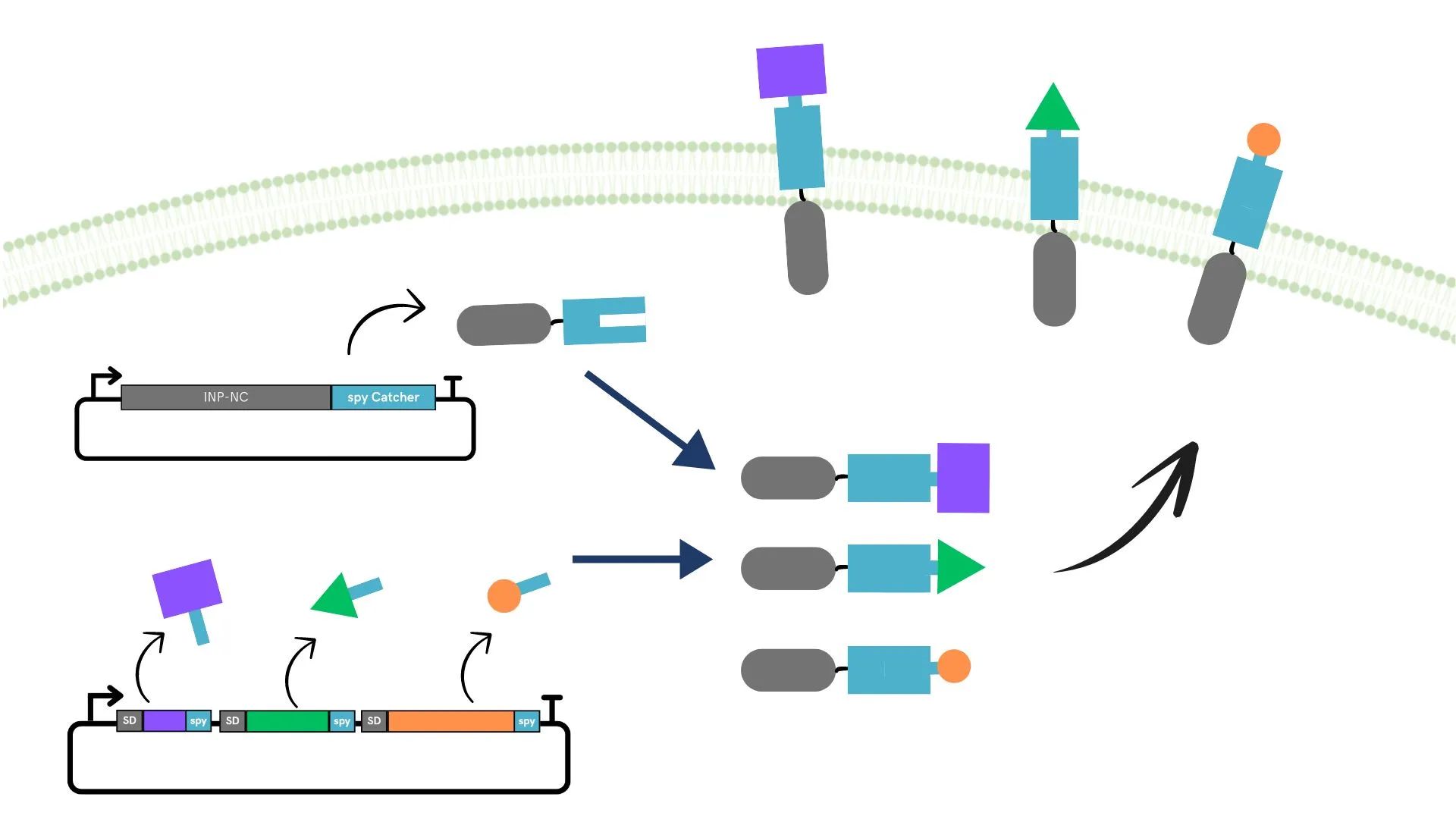 Figure 11. Protein binding and surface display using Spy-tag/Spy-Catcher