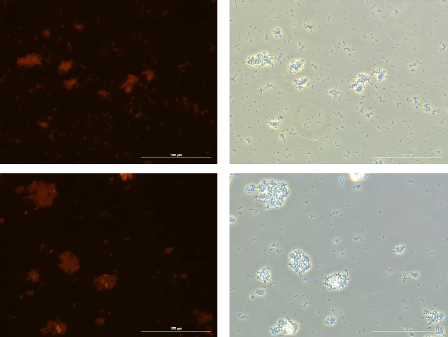 Result of Glu2% (Total 2 samples)