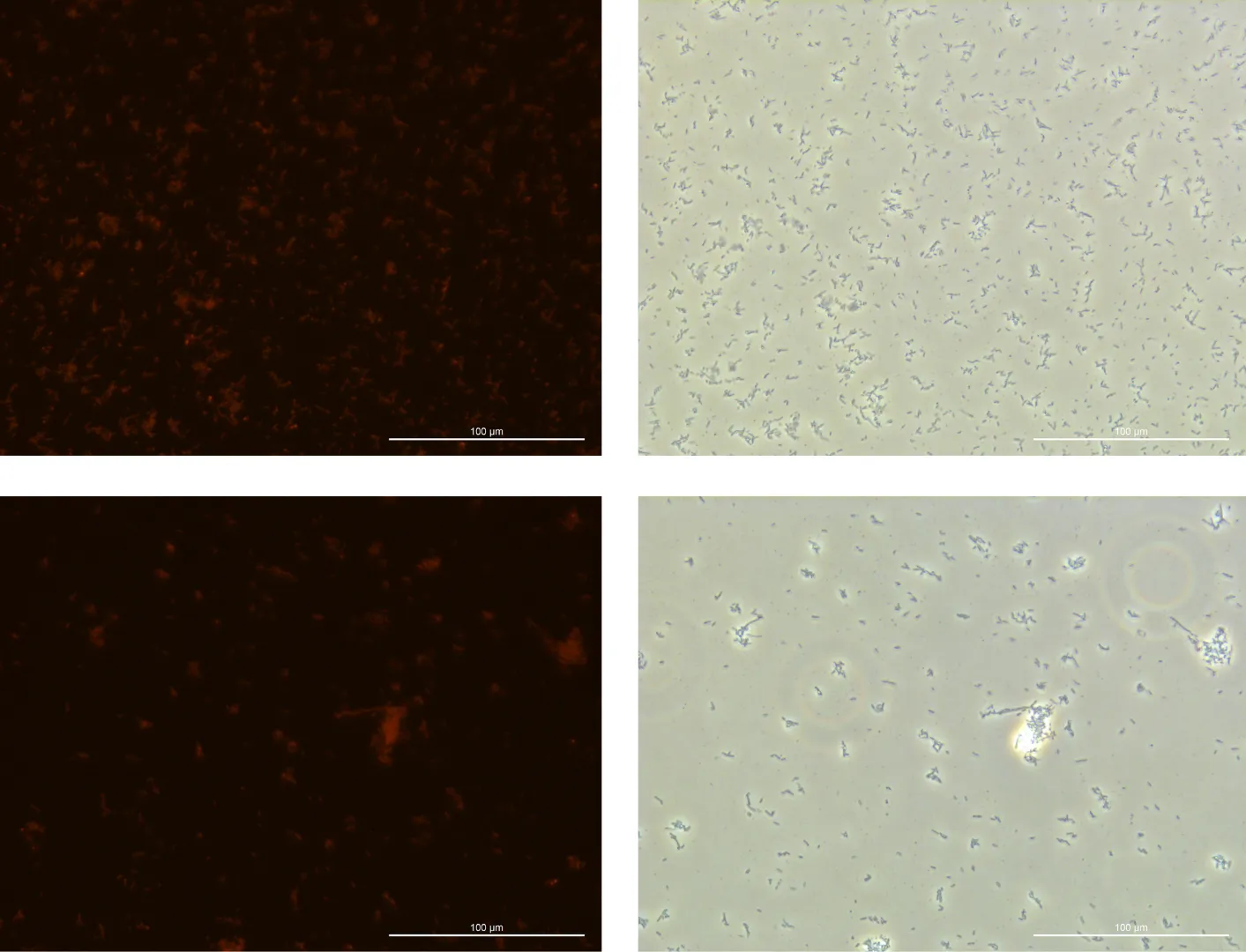 Result of Glu4% (Total 2 samples)