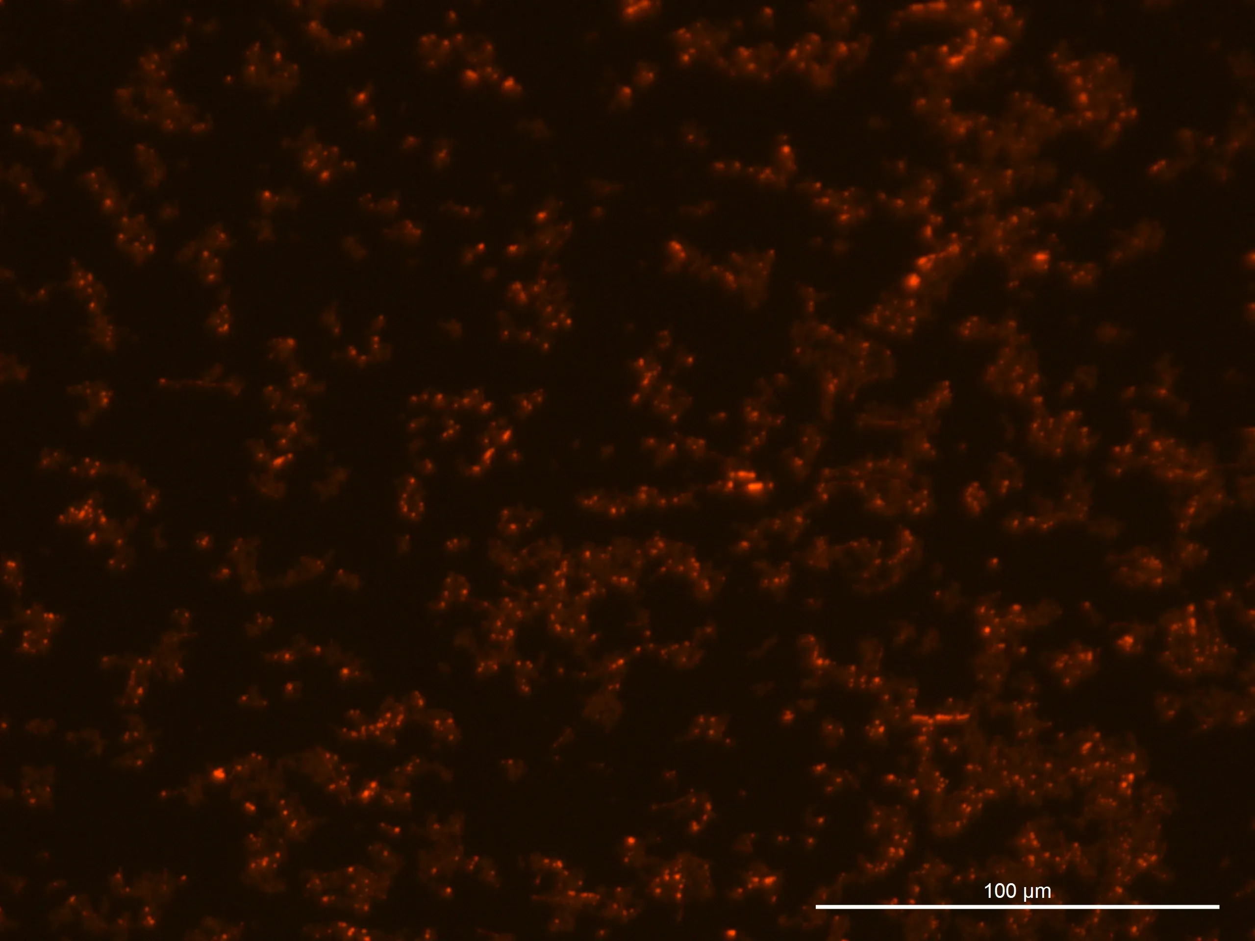 240919, Glucose 2%, fluorescence 10%