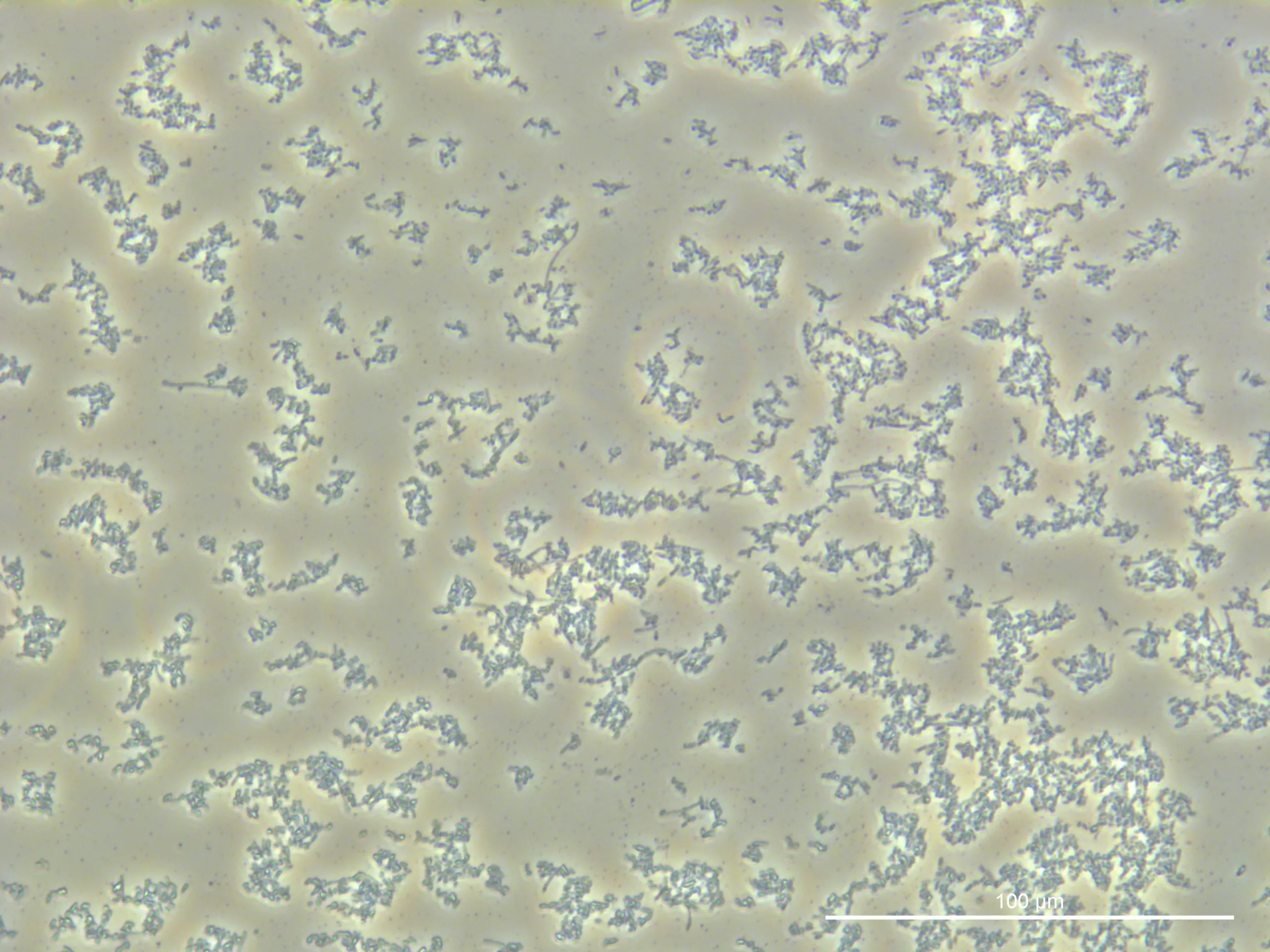 240919, Glucose 2%, TL-PH