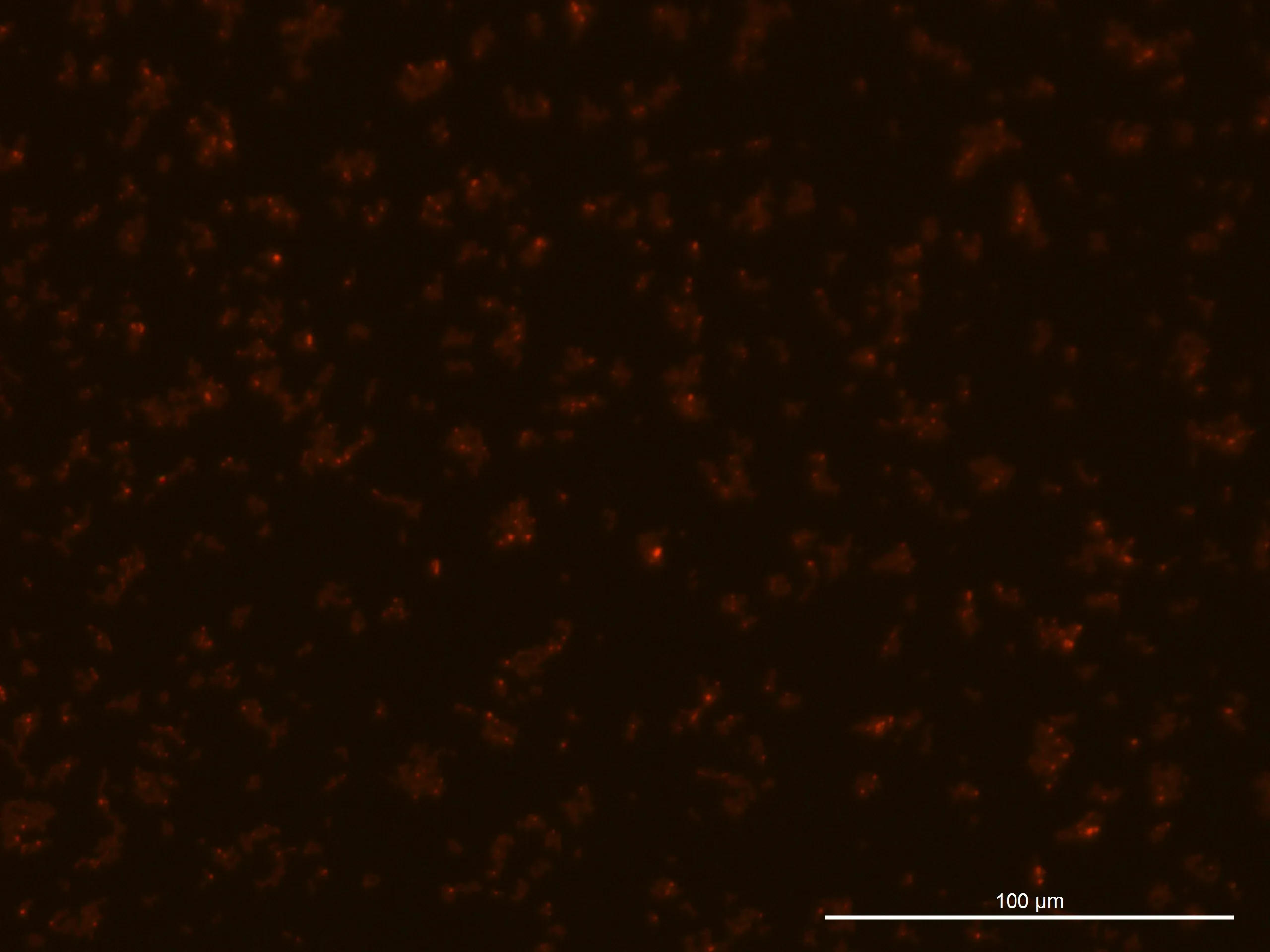 240919, Glucose 4%, fluorescence 10%
