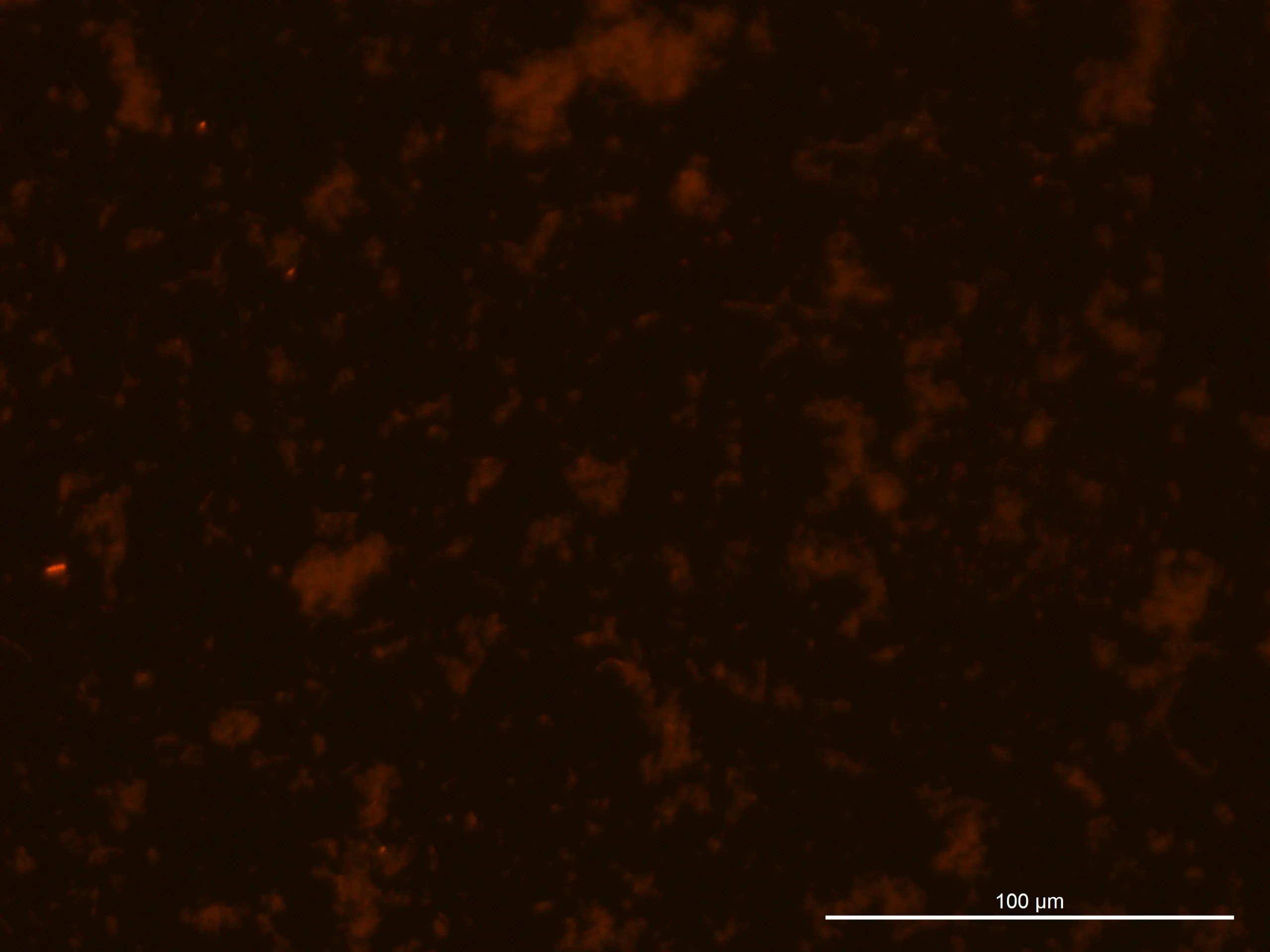 240925, Glucose 0%, fluorescence 10%