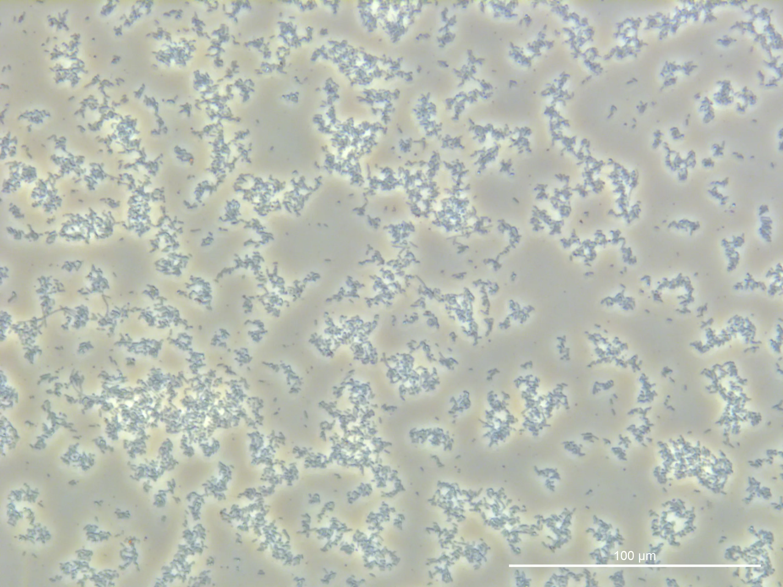 240925, Glucose 1%, TL-PH