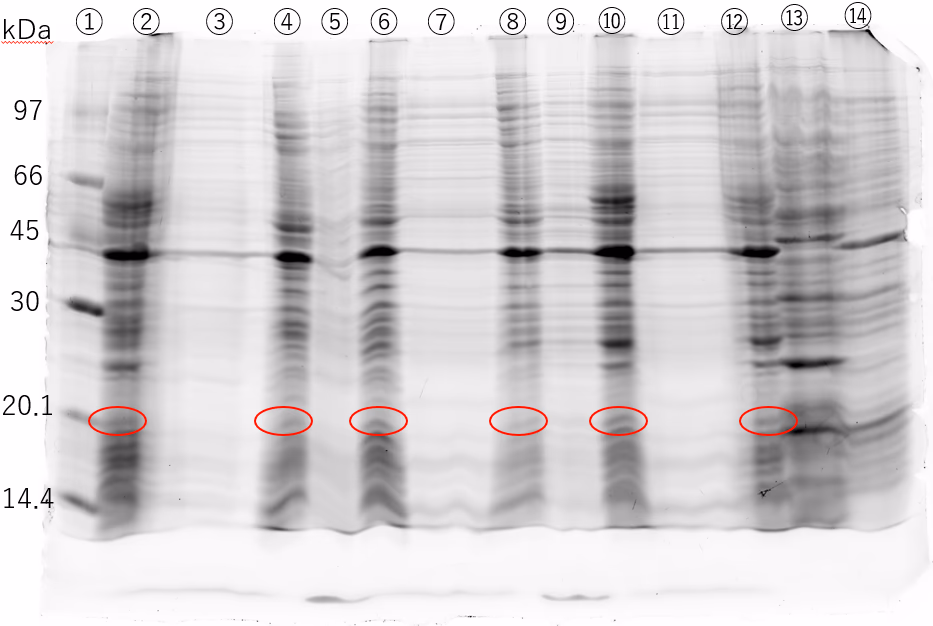Figure42. The results of SDS-PAGE. Electrophoresis was performed using a 17.5% acrylamide gel and stained with Sypro Ruby. ① is the LMW marker. ⑬ and ⑭ are E. coli strains possessing the xylitol assimilation pathway and are not relevant to this section. ②, ④, ⑥, ⑧, ⑩, and ⑫ are E. coli cells heated at 95℃ after suspension in the electrophoresis sample buffer. ② has pBl-6xHis-EGF-LARD3, ⑥ has pBl-6xHis-EGF-LARD3 and pTf16-J23118-PrtD-PrtE-PrtF, and ⑩ has pTf16-J23118-PrtD-PrtE-PrtF. ④ and ⑧ are ② and 6◯ cultured in DMEM, respectively. ③, ⑤, ⑦, ⑨, and ⑪ are the culture supernatants corresponding to ②, ④, ⑥, ⑧, and ⑩, respectively.