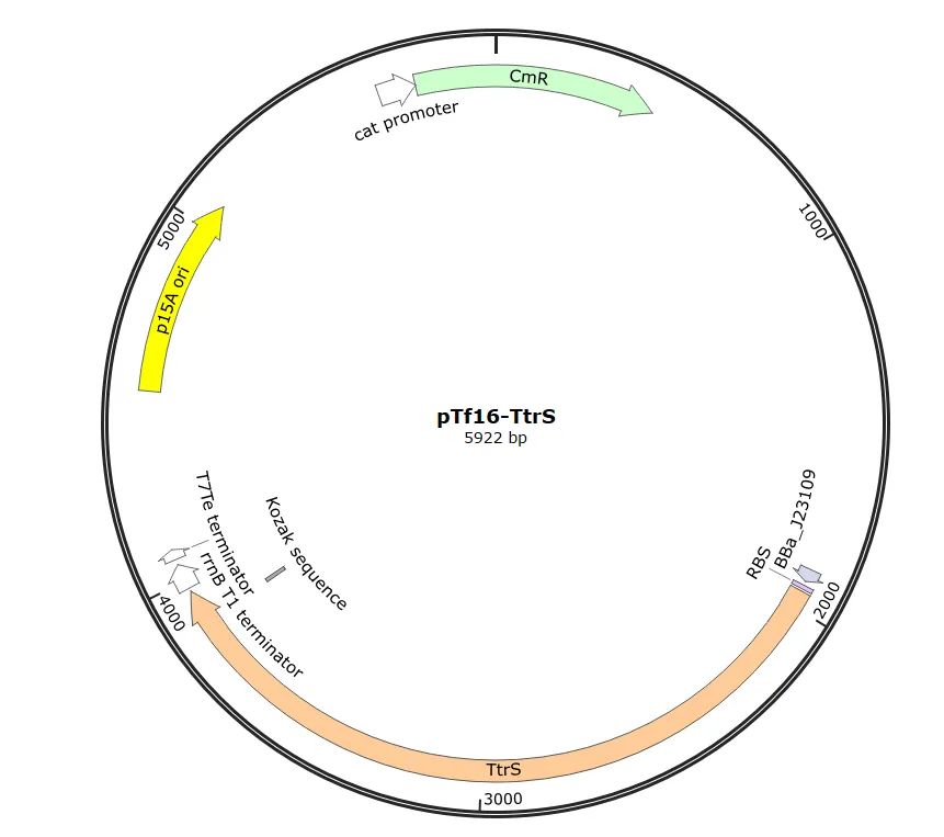 Figure44. Map of pTf16-TtrS