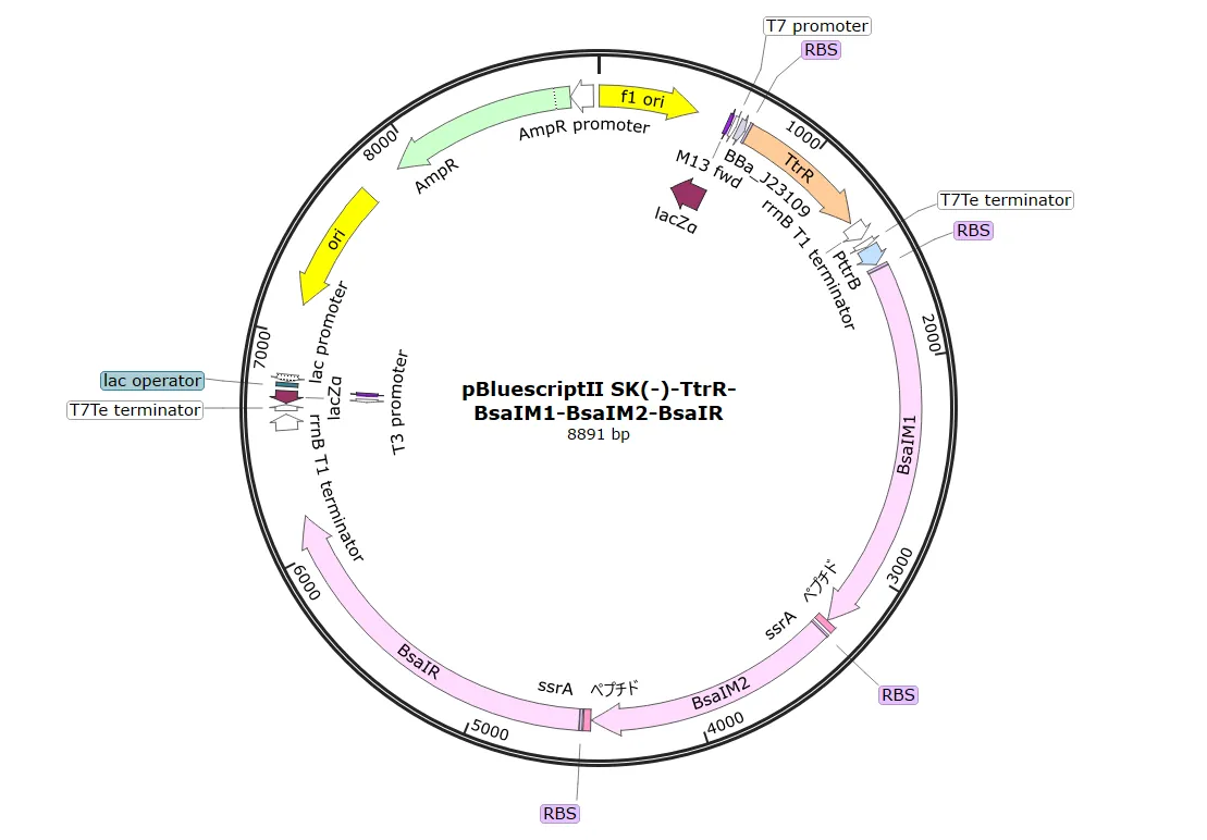 Figure45. Map of pBl-TtrR-BsaIM1-BsaIM2-BsaIR