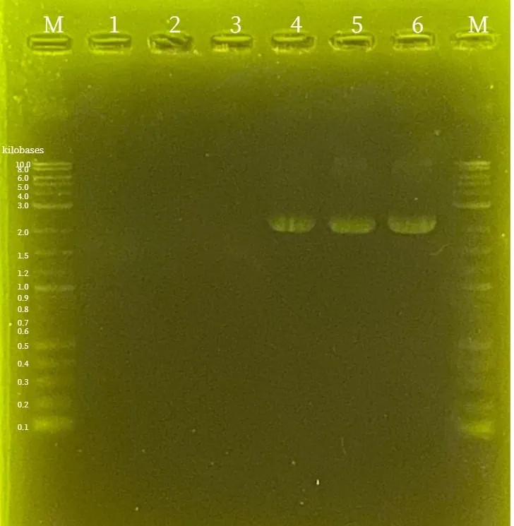 Figure46. The PCR result of pBl-TtrR-BsaIM1-BsaIM2-BsaIR. Lanes 4, 5, and 6 are the same bacterial strains. The band for pBl-TtrR-BsaIM1-BsaIM2-MsaIR is confirmed in lanes 4, 5, and 6.