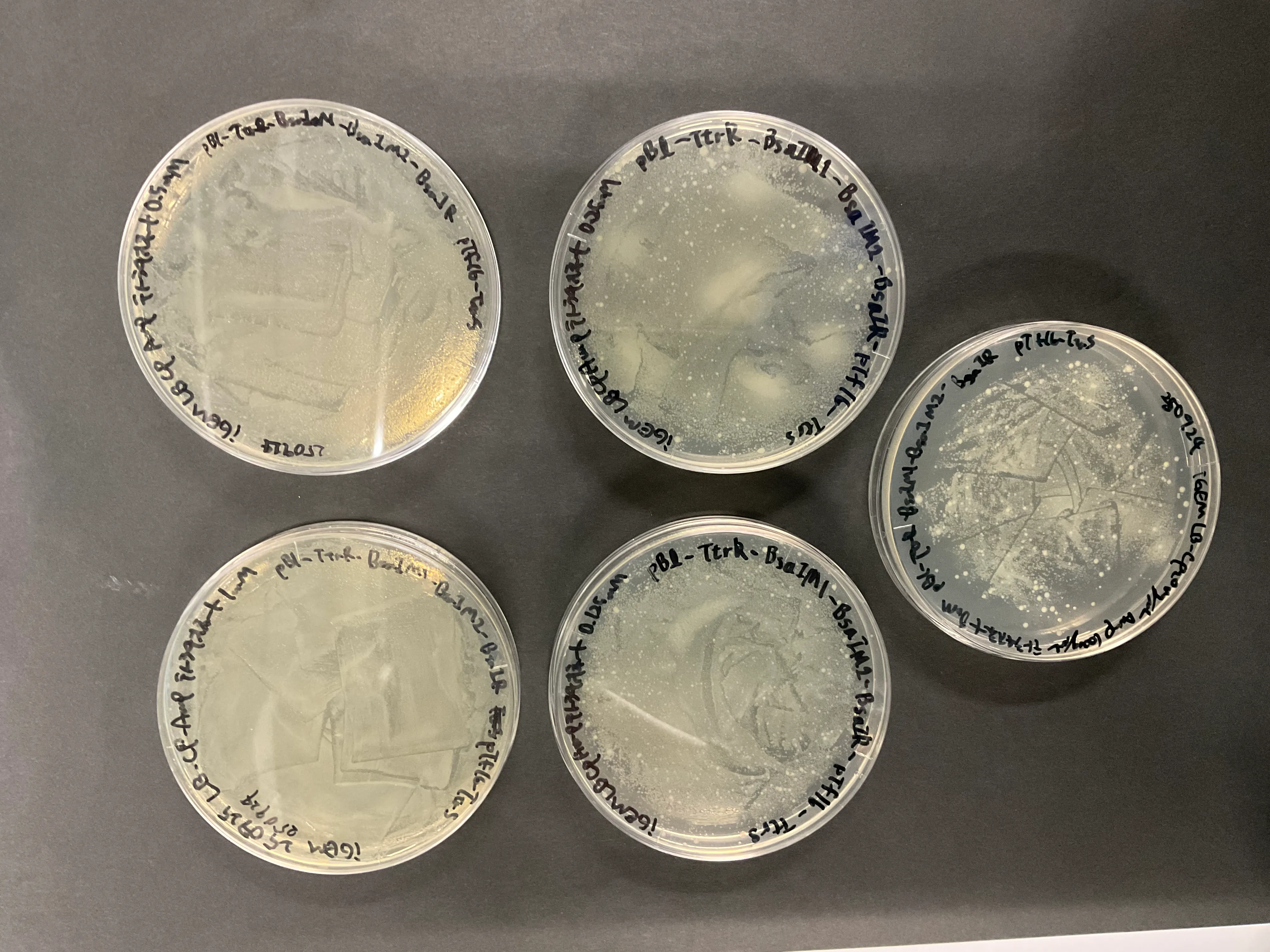 Figure48. Result of overnight culture on plates with tetrathionate concentrations of 1,0.5,0.25,0.125, and 0 mM.