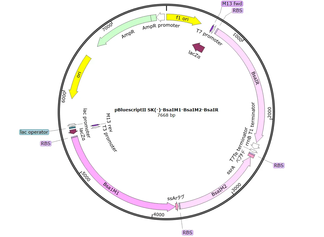 Figure50. Map of pBl-BsaIM1-BsaIM2-BsaIR