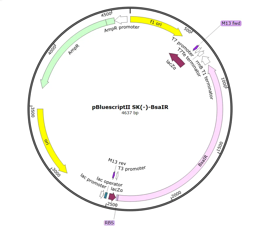 Figure51. Map of pBl-BsaIR