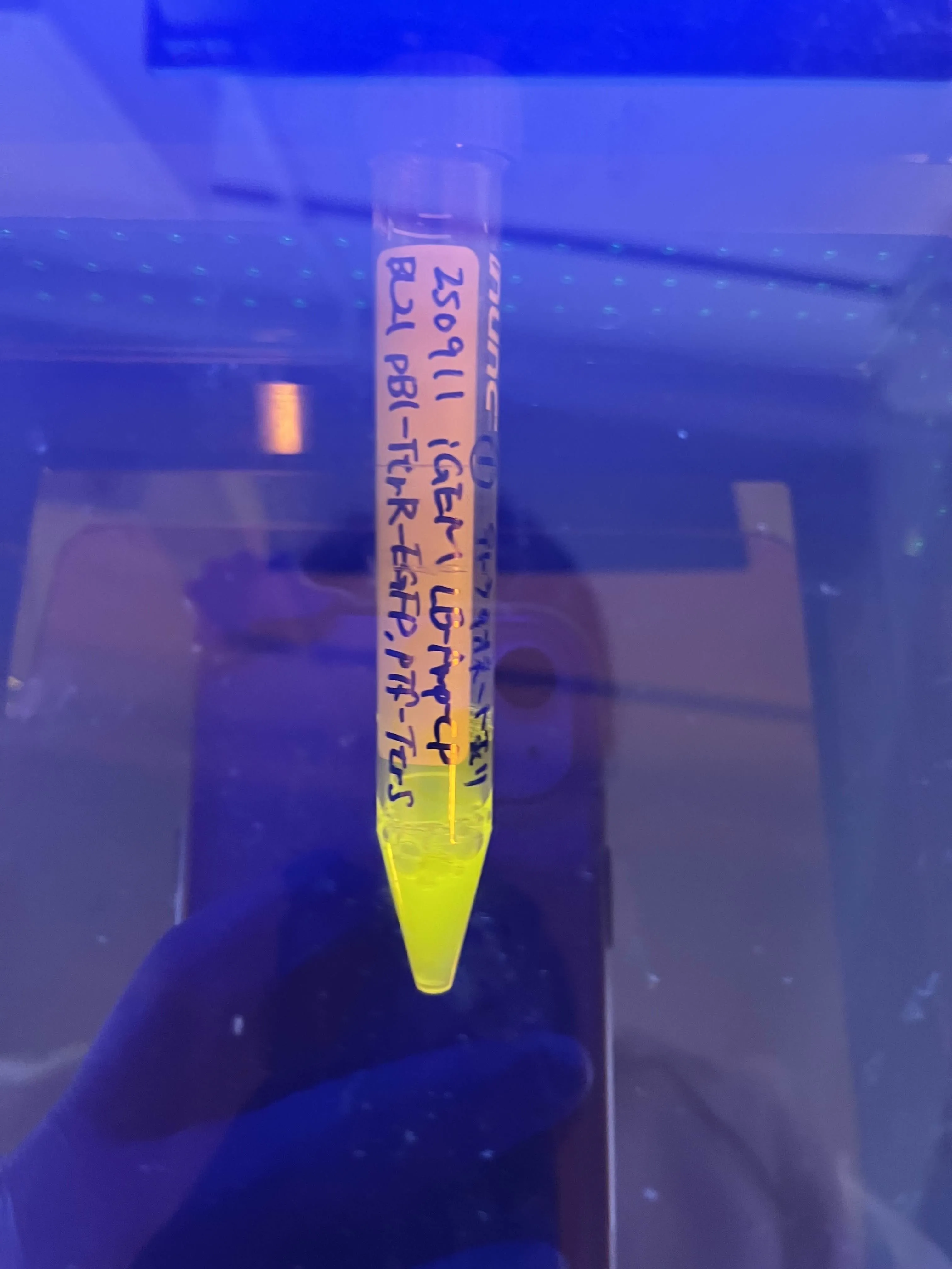 Figure52. Fluorescence expression in medium with added tetrathionate.