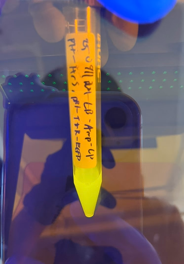 Figure53. Fluorescence expression in medium without added tetrathionate.