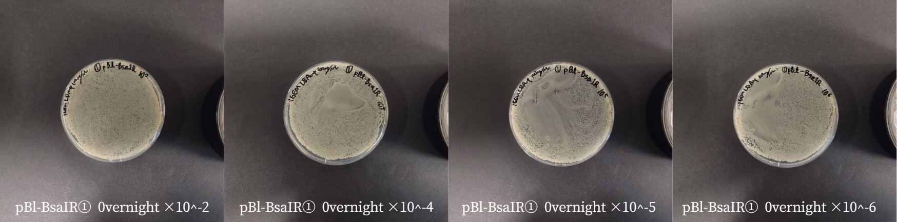 Figure54. Plates for measuring CFU.