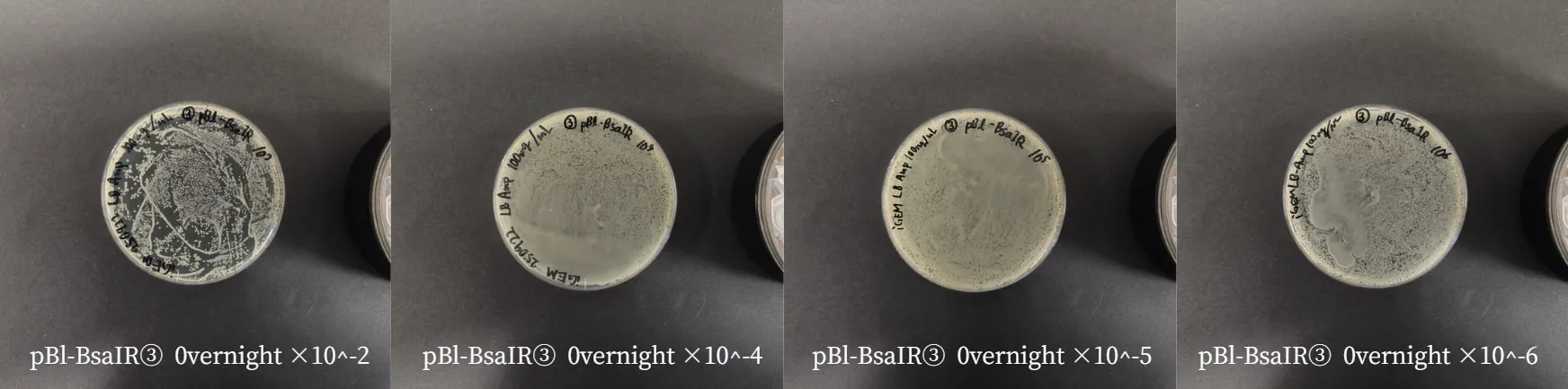 Figure56. Plates for measuring CFU.