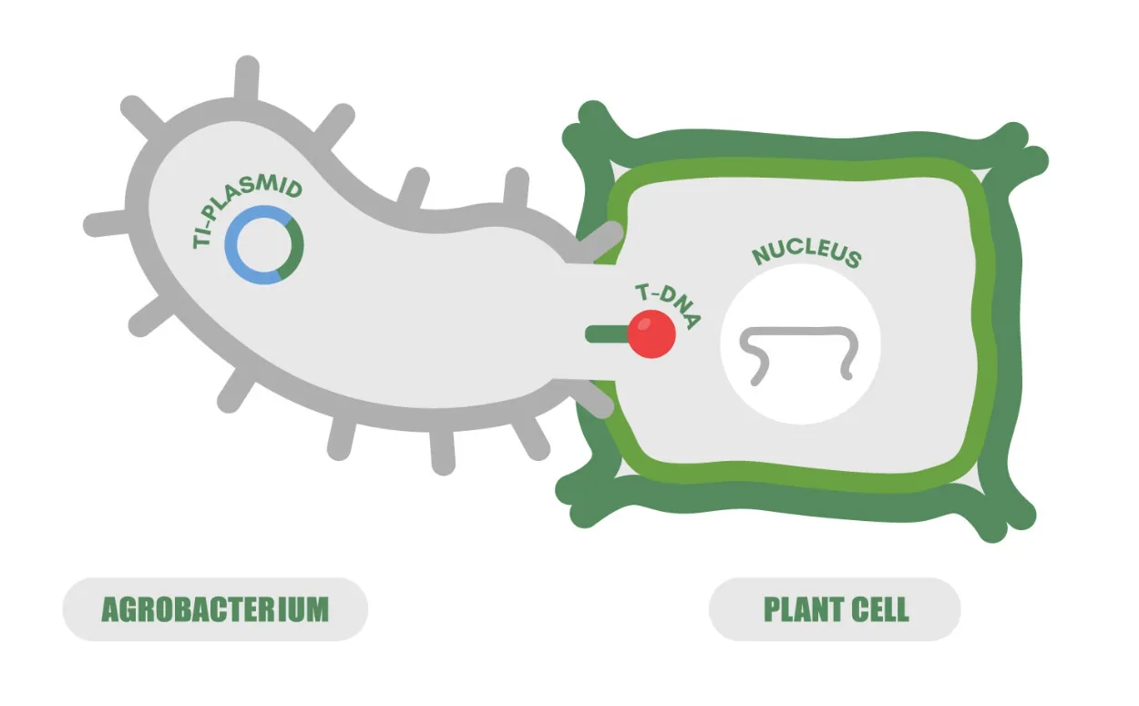 iGEM Brno 2025