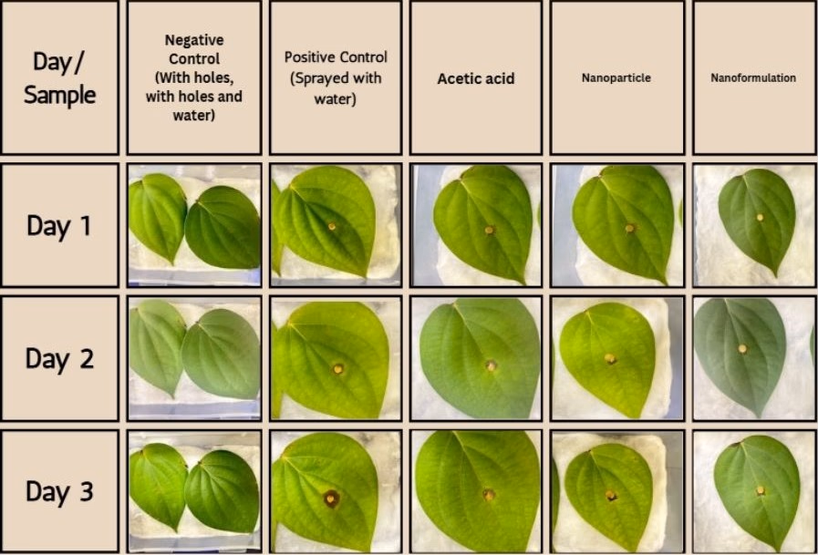 Fig 10. Nanoformulation 2 and nanoparticle treatment on leaves after 3 weeks