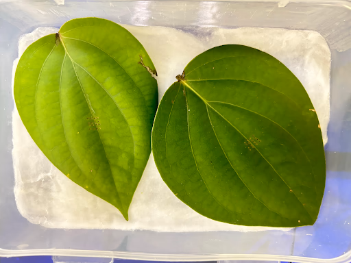 Fig 132. Untreated leaves