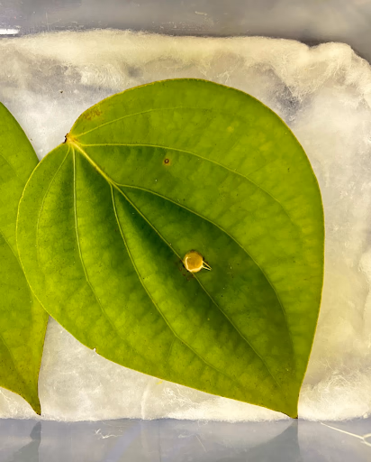 Fig 135. Leaf treated with chitosan nanoparticles