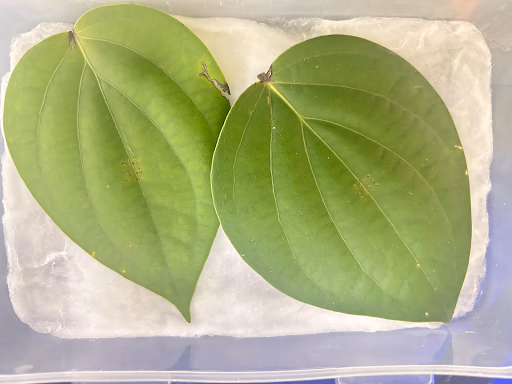 Fig 137. Untreated leaves