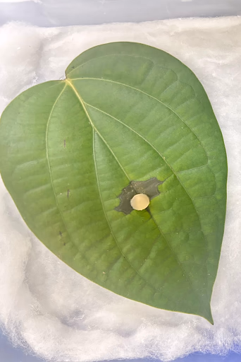 Fig 138. Leaf with P. capsici alone- Positive control
