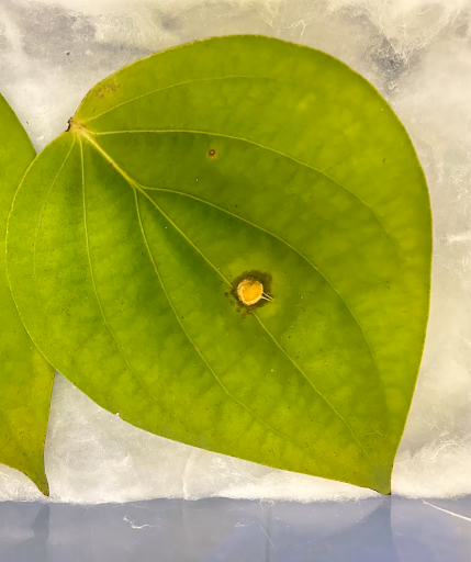 Fig 140. Leaf treated with chitosan nanoparticles
