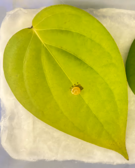 Fig 141. Leaf treated with the nanoformulation
