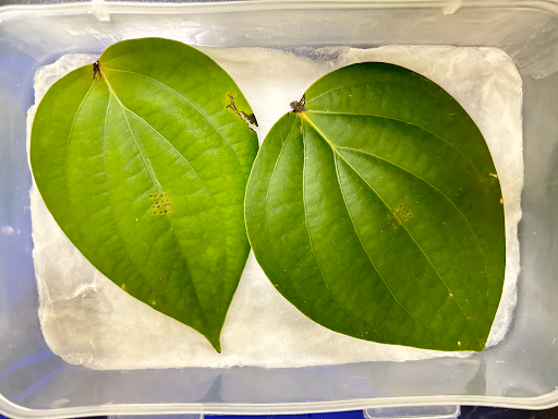Fig 142. Untreated leaves