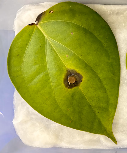 Fig 144. Leaf treated with Acetic acid 
