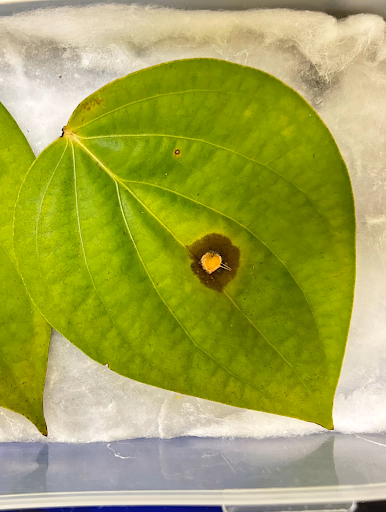 Fig 145. Leaf treated with chitosan nanoparticles