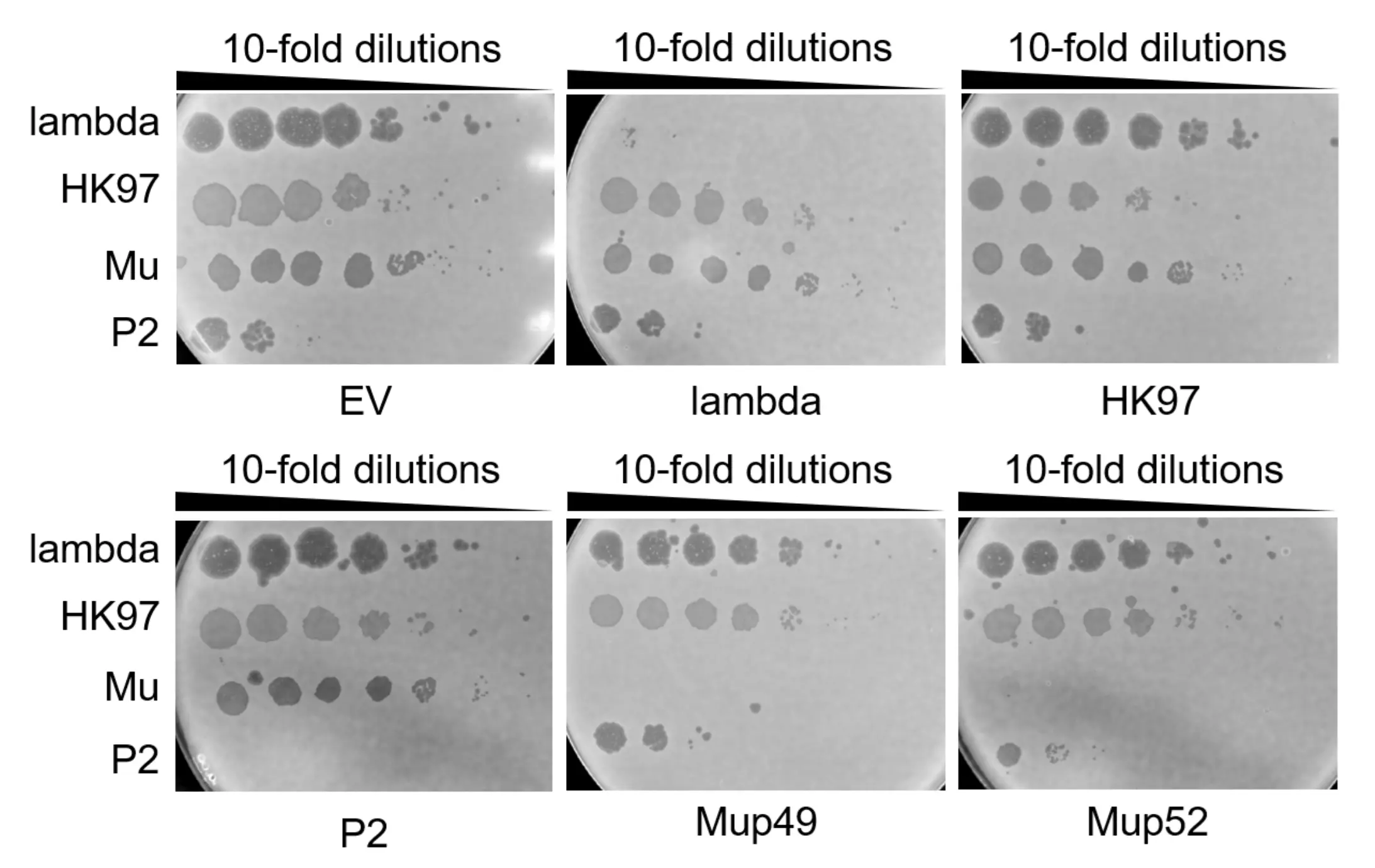 Figure 6: Second attempt at phage spotting test of various phages with pCas9 plasmid and orthogonal sgRNA expression in pCRISPR plasmid.
