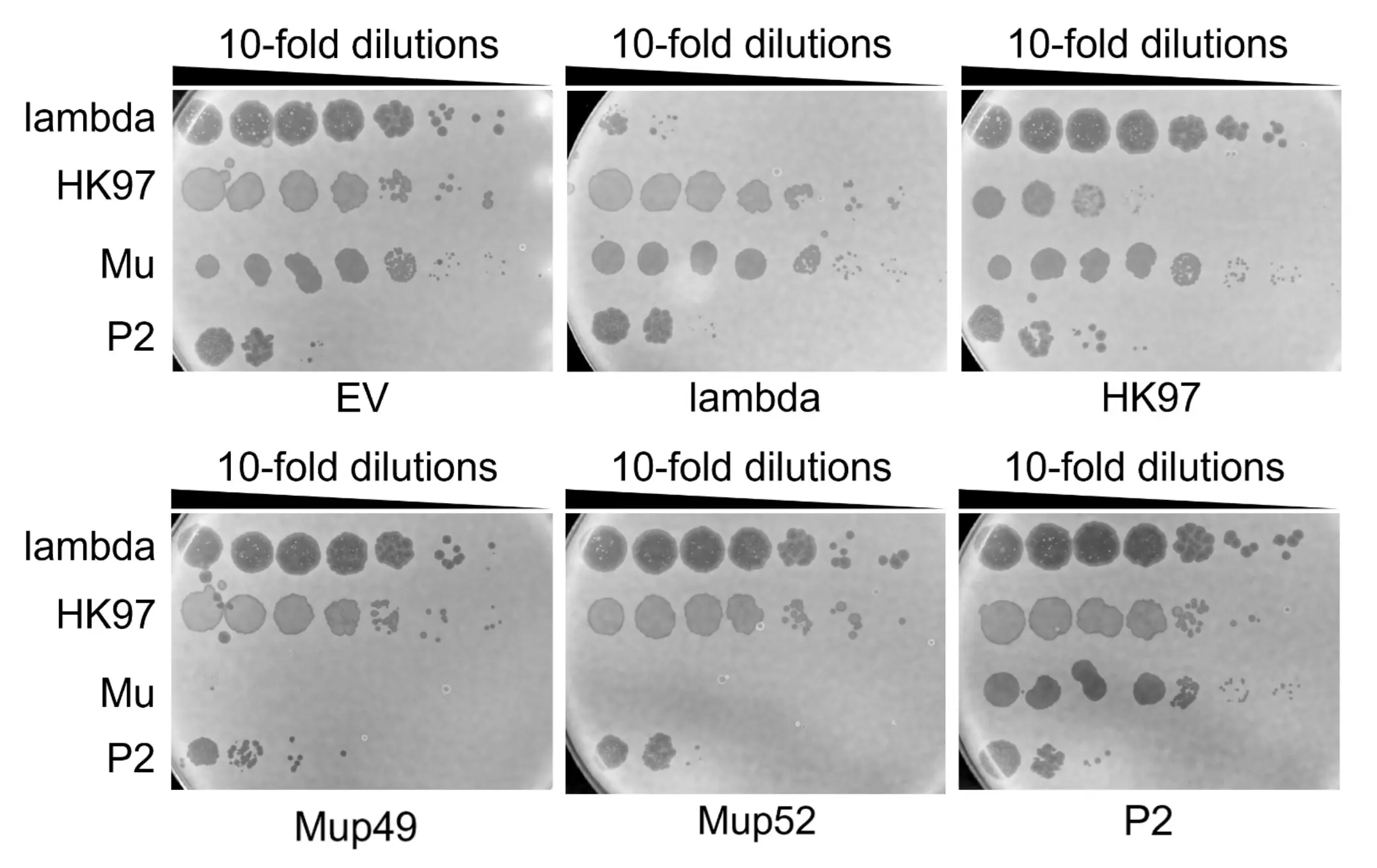 Figure 7: Phage spotting test of various phages with pCas9 plasmid (single plasmid system).