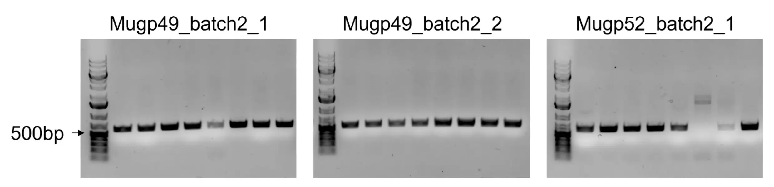 Figure 8: Colony PCR gel of CRISPR-counterselected clones confirming successful replacement (swapping) of the wild-type Mu prophage RBD in E. coli K-12.