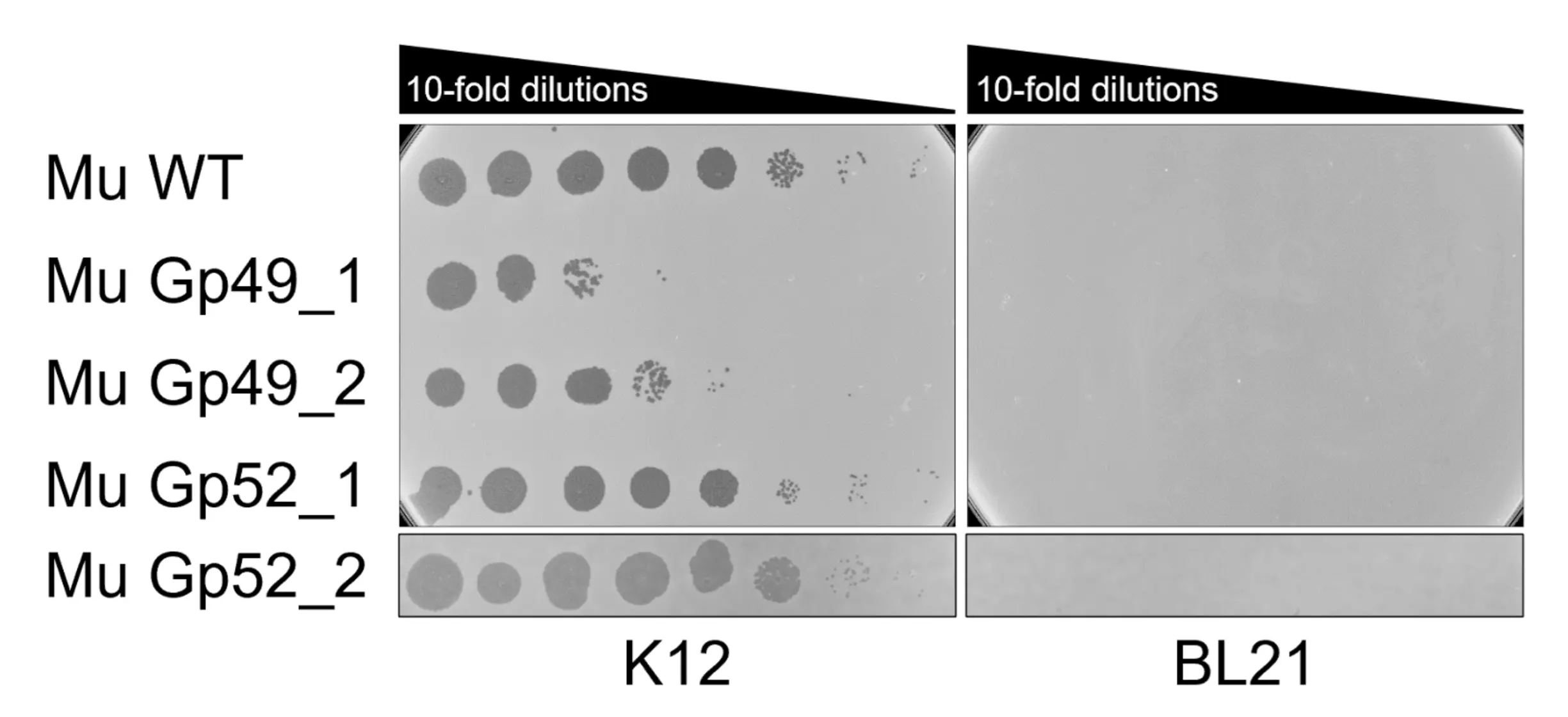 Figure 9: Phage spotting of Mu WT and Mu variants containing AI-generated RBDs on E. coli K12 and BL21.