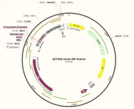 pET28a-Sumo-Nb-human