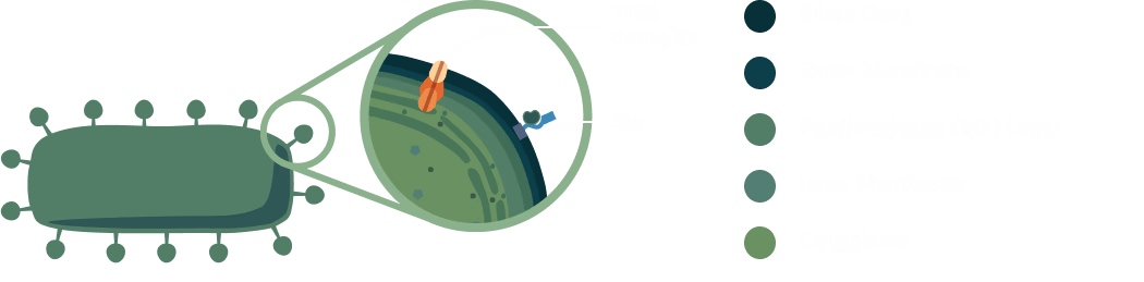 UTEX surface display diagram